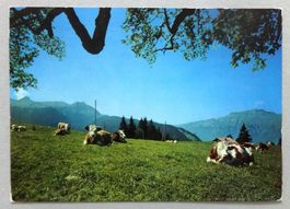Axalp (1500 m) ob Brienz, B.O.