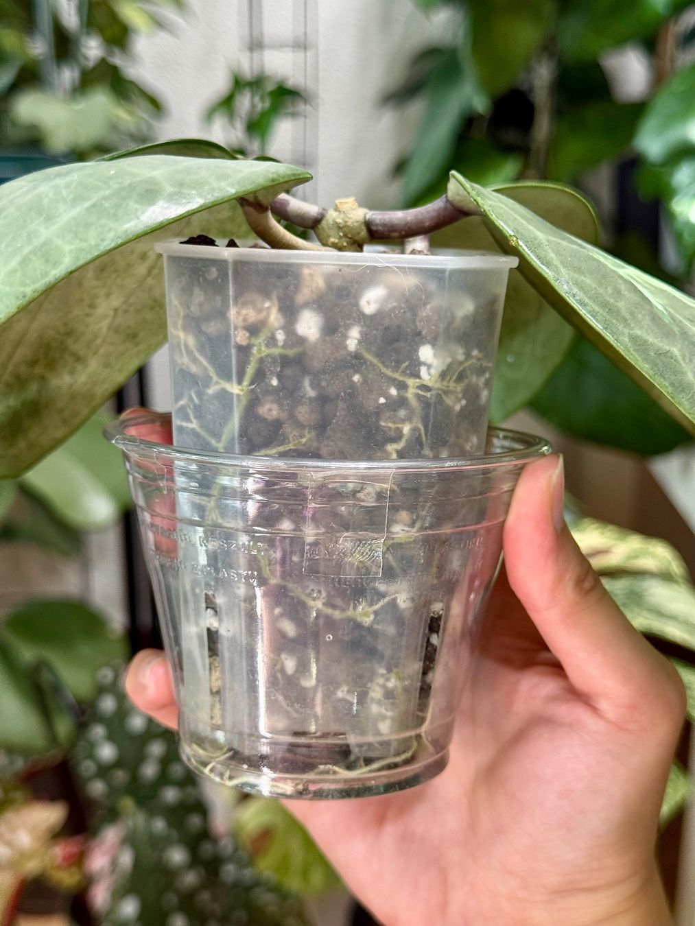 Pflanzen & Samen: Hoya latifolia silver 🦄✨ – Neu (gemäss Beschreibung) aus Bachenbülach von ilawega 2