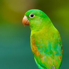 Profile image of parrotscout24
