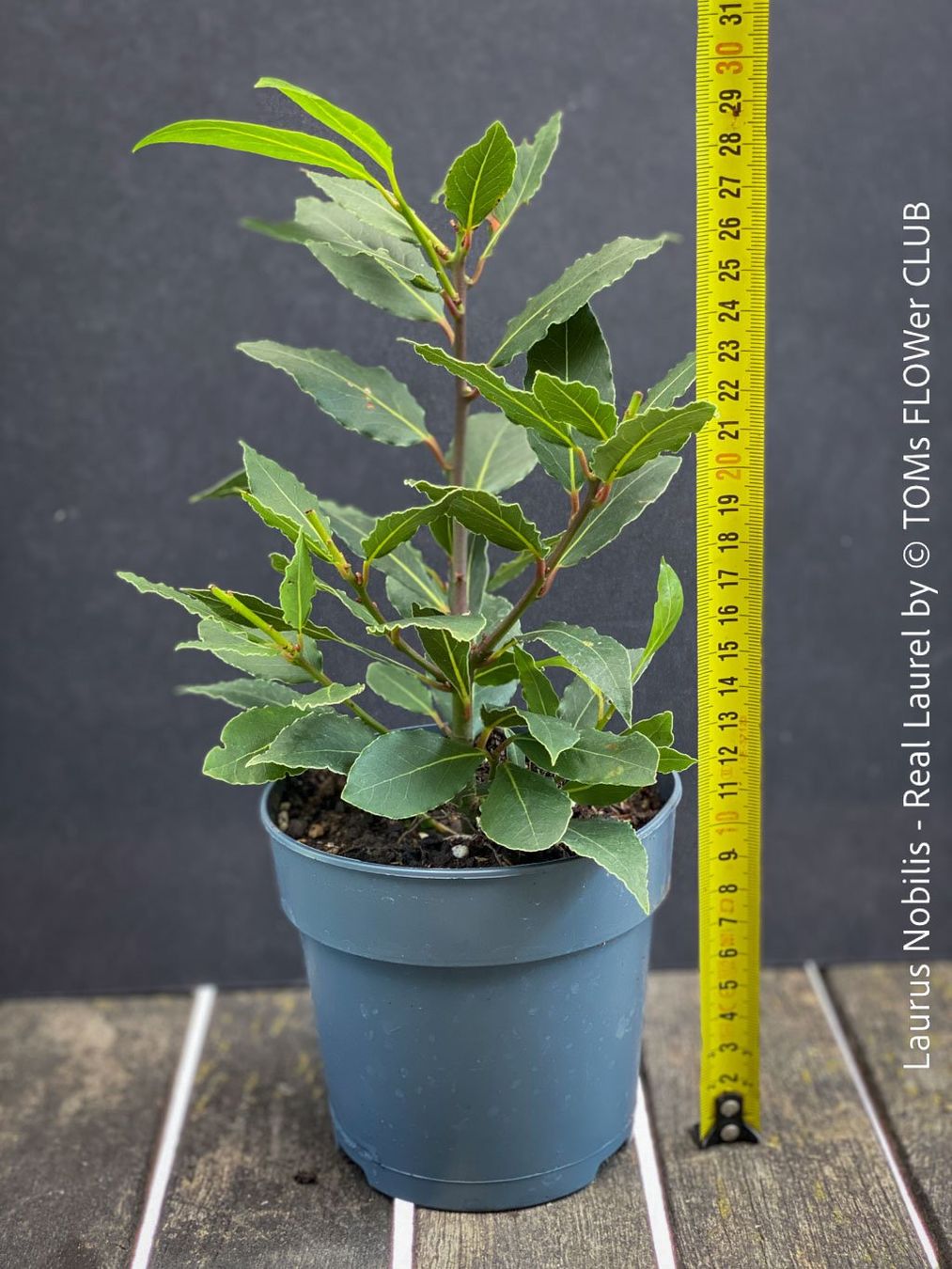 Piante & sementi: Echter Lorbeer - Lorbeerbaum - Laurus Nobilis – Nuovo e nell'imballaggio originale da Adliswil venduto da asTOMas963 5