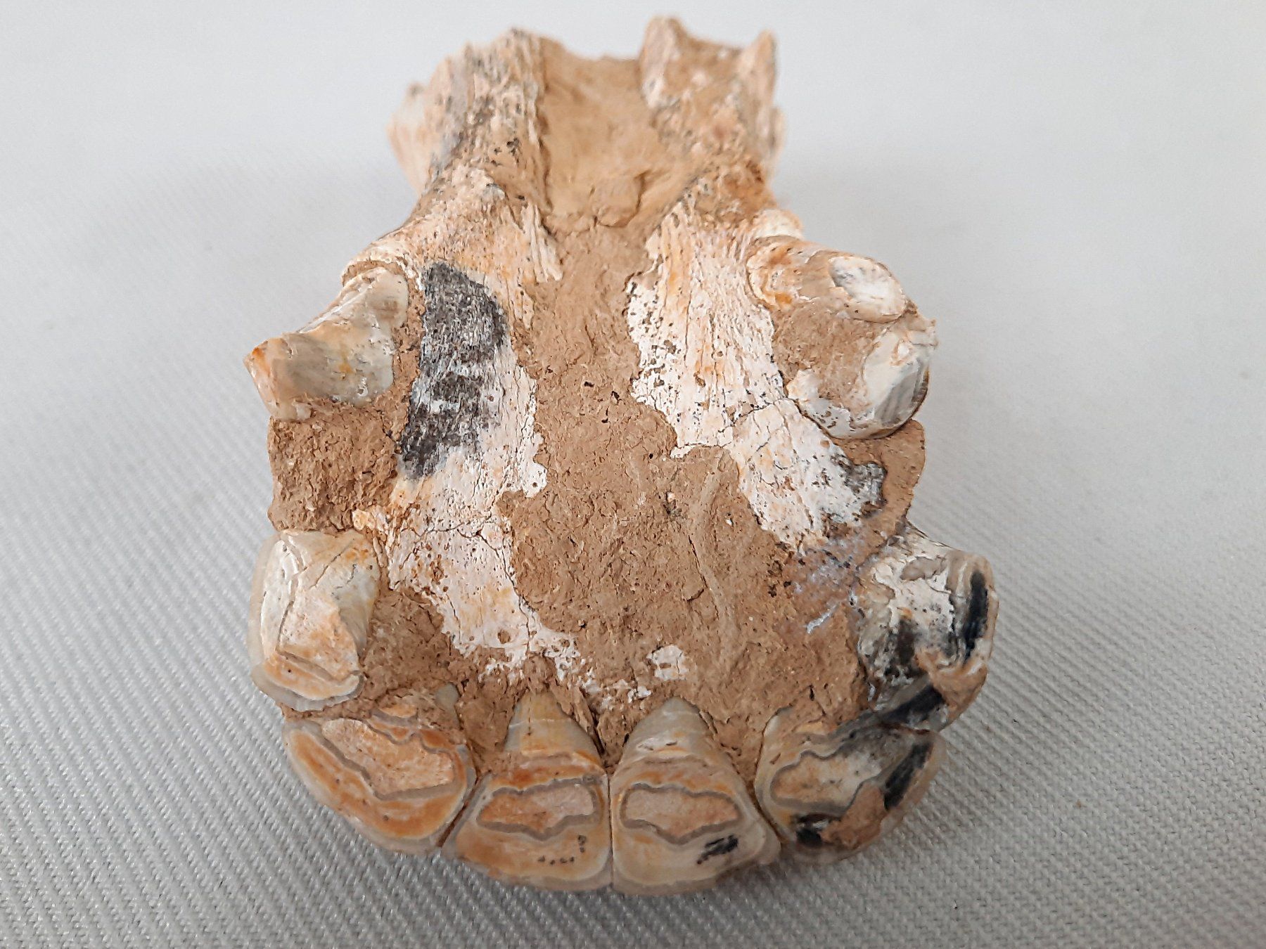 Fossili: Diverse Fossilien – Usato da Beinwil am See venduto da Restwert_Beinwil 6