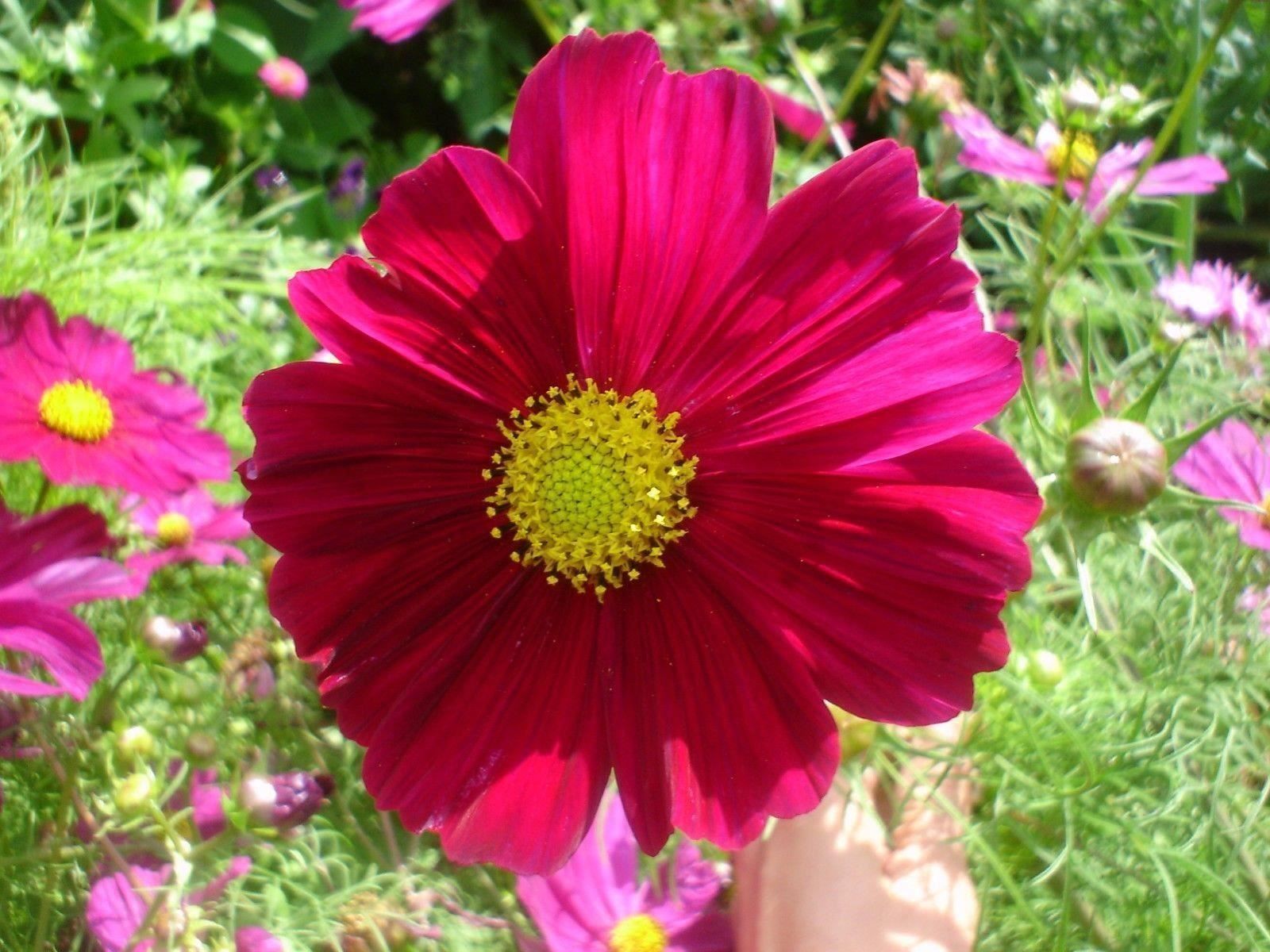 Pflanzen & Samen: 100 Samen Cosmea GAZEBO RED Schmuckkörbchen – Neu (gemäss Beschreibung) aus Ehrendingen von VerveinaSamen 2