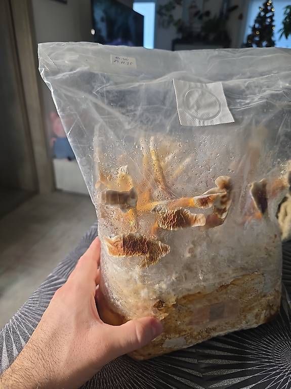 Materiale per modellare: Reishi ? Ganoderma lucidum (Lingzhi)  – Usato da Bavois venduto da red_r2tm 4