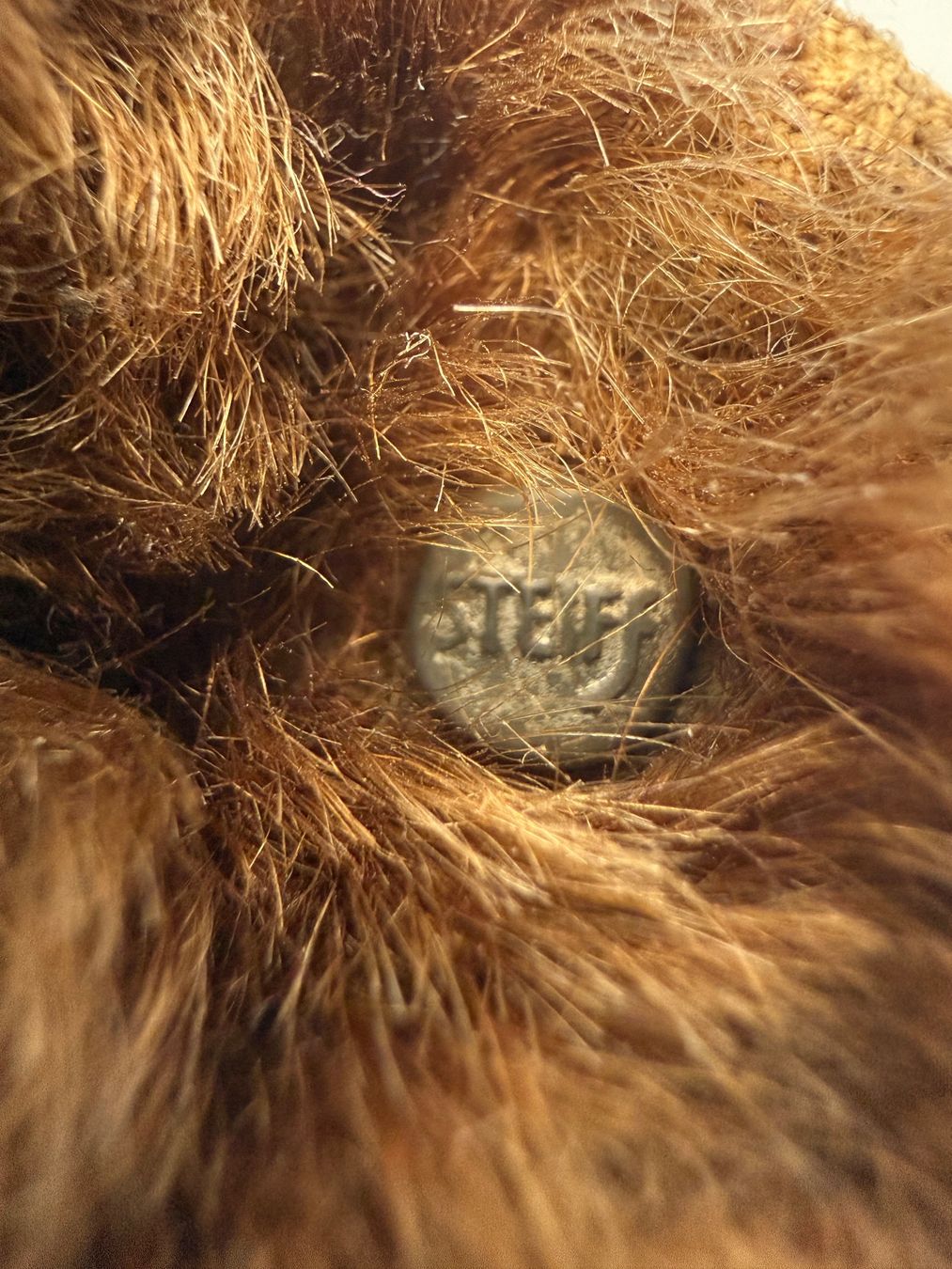 Steiff Giocattoli: Antiker Steiff Teddybär um 1920-1925 – Usato da Ueberstorf venduto da Brocandi 5