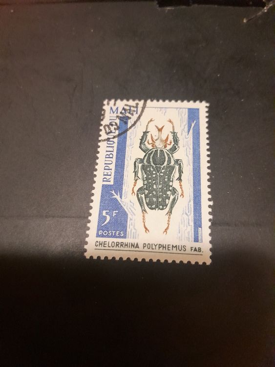 Coléoptère Noir Géant Hexarthrius Mandibularis Pour Les Illustrations D' insectes, La Collection De Papillons Ou Le Projet De Taxidermie