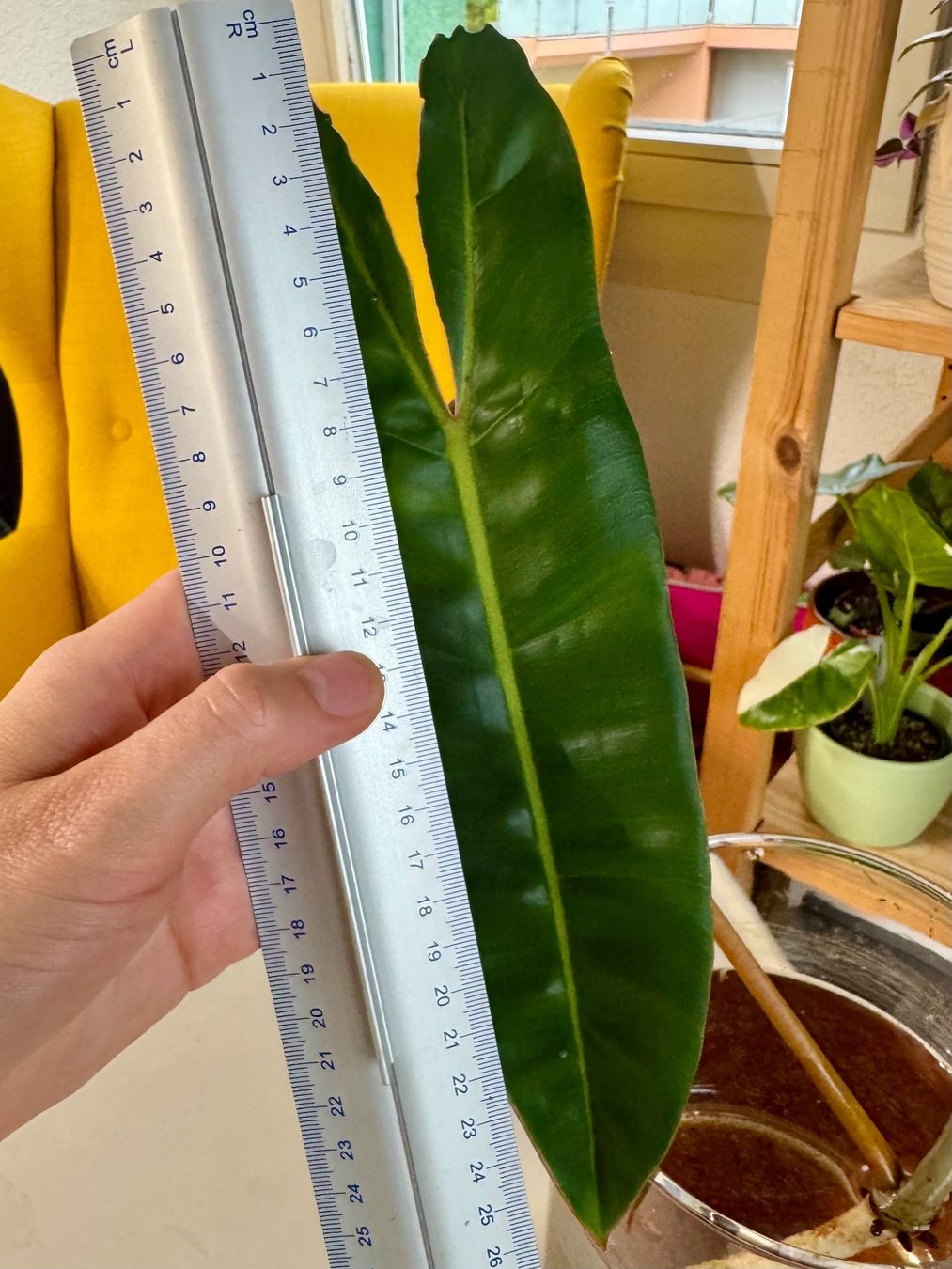 Piante & sementi: Philodendron Billietiae | Fresh Cutting | Large Leaf – Nuovo (secondo la descrizione) da Bülach venduto da Bloom_Witch 1