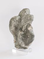 Schnecke und Muschel - Fossil - St. Gallen - Schweiz