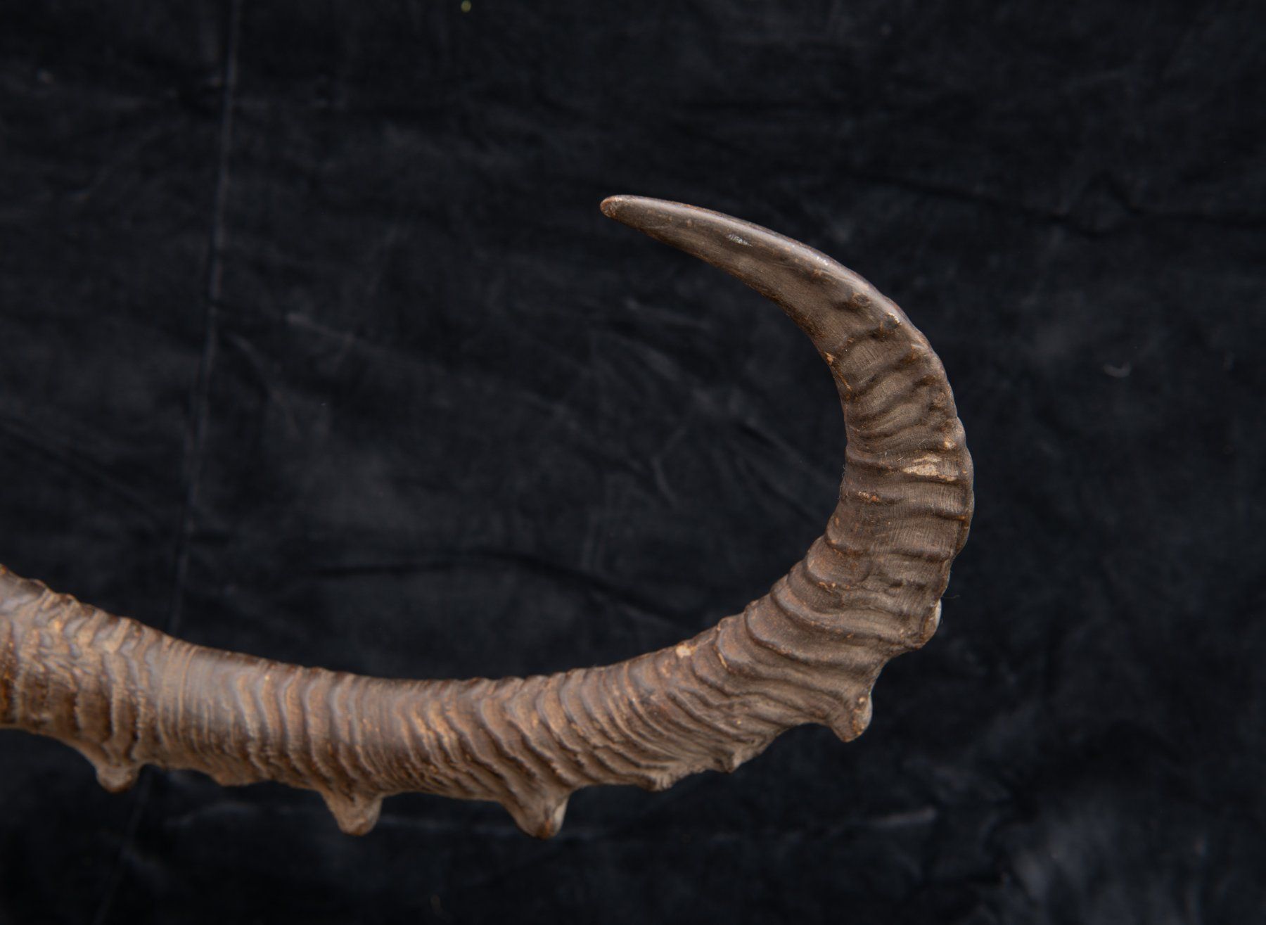 Welt der Tiere: Steinbock / Ibex Horn, alt und schön – Gebraucht aus Bern von  1