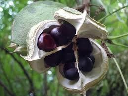 Piante & sementi: Xanthoceras à feuilles de sorbier  RARE 15-20cm – Nuovo (secondo la descrizione) da Bremblens venduto da FIBONACCI369 3