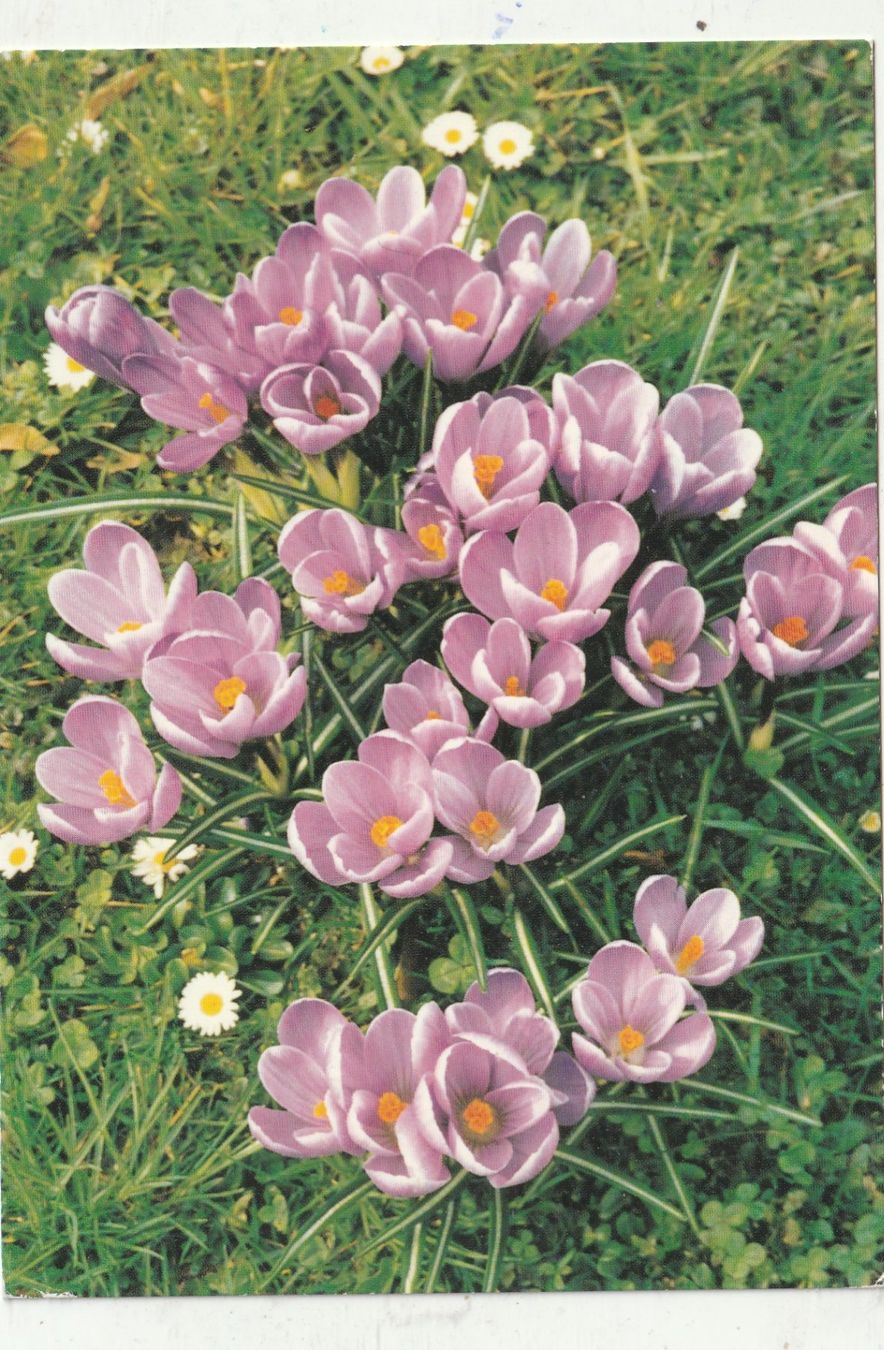 Cartoline postali: 10 Schöne Blumenkarten – Usato da Lumbrein venduto da made02