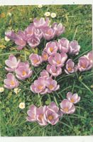 10 Schöne Blumenkarten