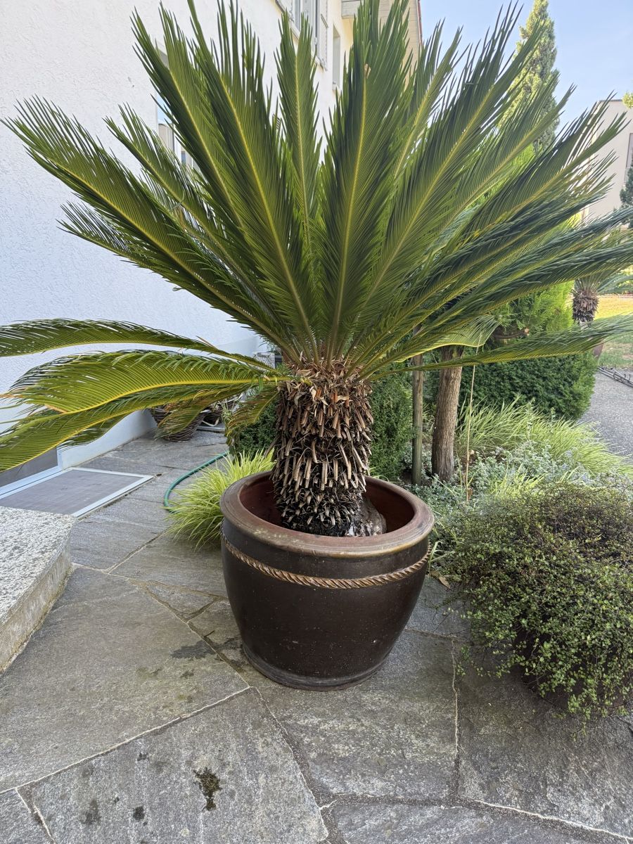 Pflanzen & Samen: Cycas Palme – Gebraucht aus St. Pantaleon von Ymanu 1