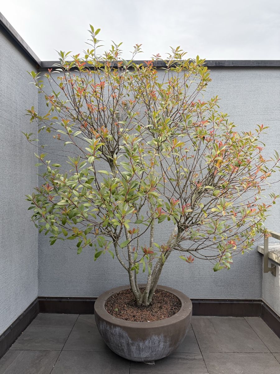 Plantes & graines: Photinia "Red Robin" – D'occasion à Küsnacht ZH par lfo_f8w5