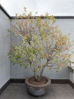 Photinia "Red Robin"