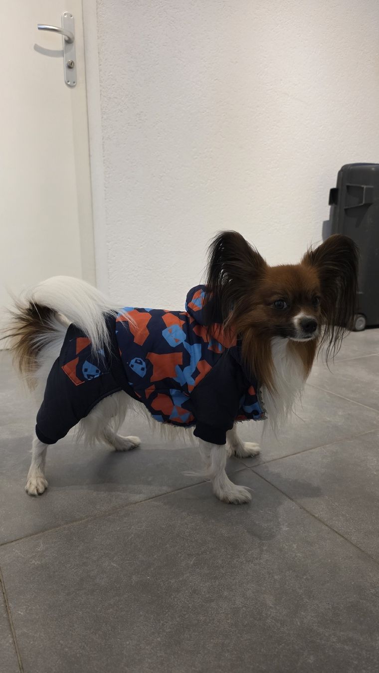 Abbigliamento: vêtements pour chien  – Nuovo (secondo la descrizione) da Fontainemelon venduto da ale_b865