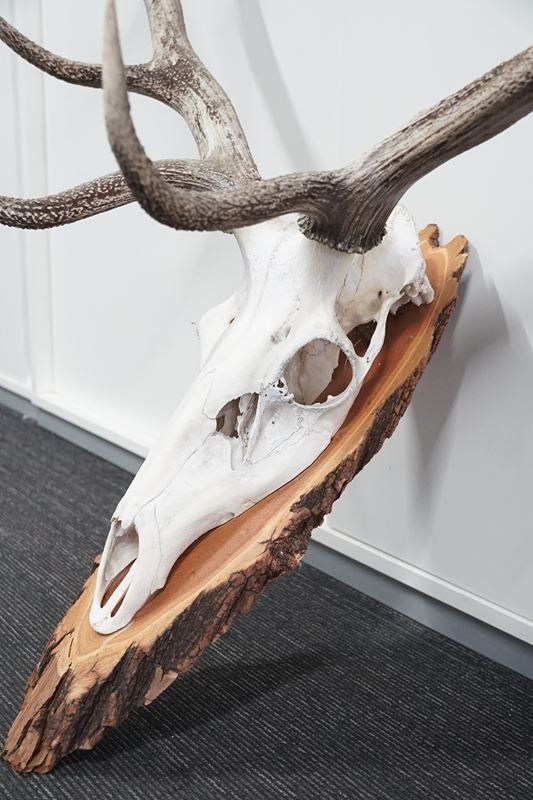 Sonstiges zum Sammeln & Seltenes: Rot-Hirsch Geweih Trophäe – Gebraucht aus Rüti ZH von Restwert_Rueti_ZH 3
