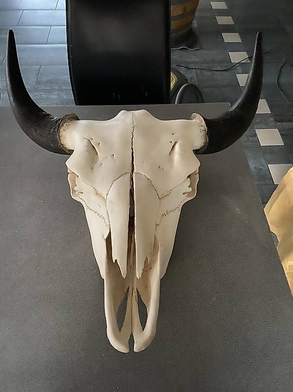 Il mondo degli animali: Magnifique crâne de bison – Usato da Domdidier venduto da hja_b7b2 1