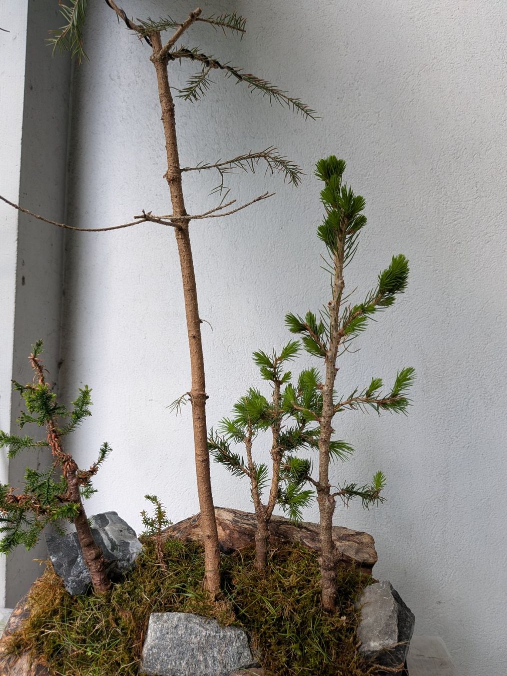 Piante & sementi: Bonsai-Wald – Usato da Bern venduto da Hydrom 4