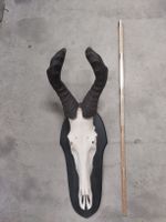 Hartebest Schädel Trophäe Wanddeko Jagddekoration Winter 🦌