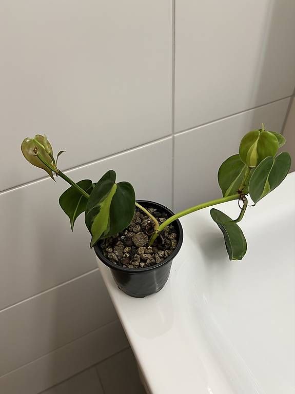Piante & sementi: Philodendron scandens Brasil – Usato da Sargans venduto da -VS- 3