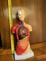 Anatomisches Modell Torso Mensch ca 28 cm guter Zustand