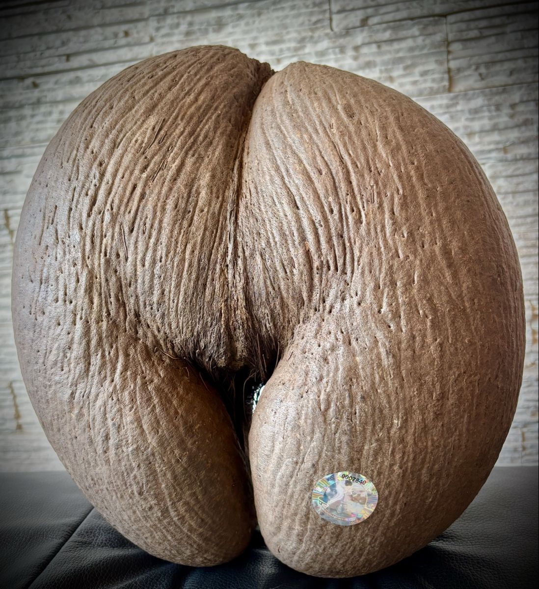 Sculture & Statue: Wunderschöne Coco de Mer Seychellen. Mit Echtheitszertifikat – Usato da Arbon venduto da Helmuth