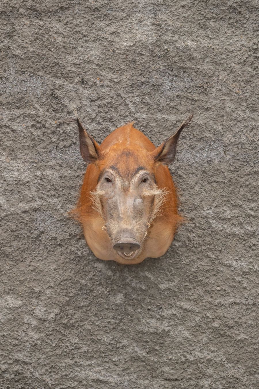 Il mondo degli animali: Potamochère – Usato da Belfaux venduto da bos_dw95