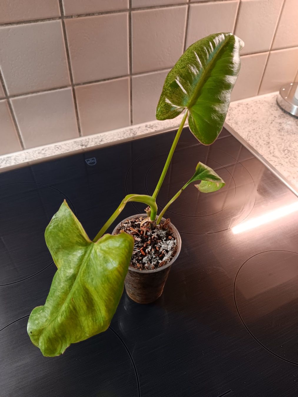Piante & sementi: Philodendron  Paraiso Verde Mint variegata – Usato da Neerach venduto da Pudelmax 1