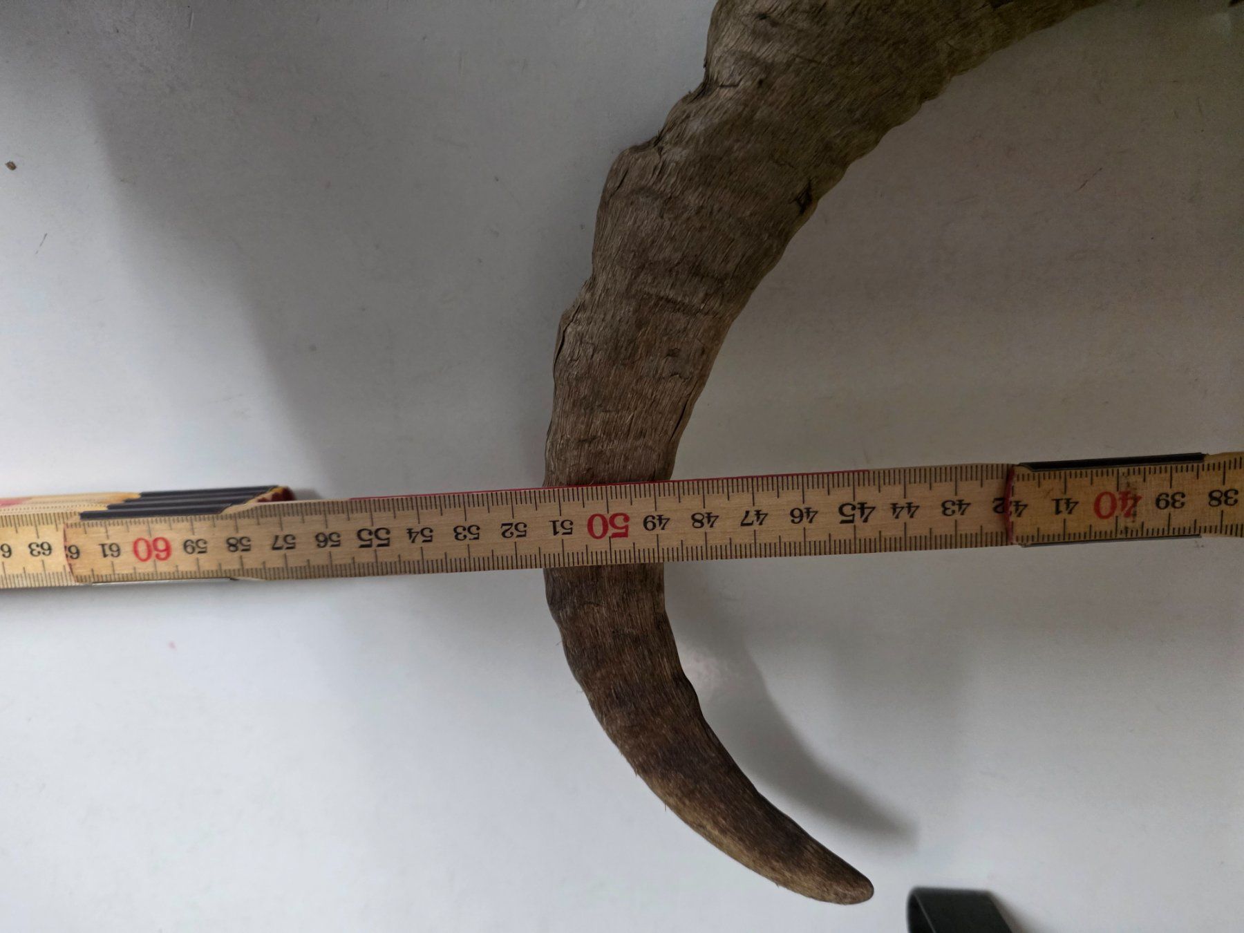 Il mondo degli animali: Steinbock Horn Dekoration – Usato da Dorf venduto da Echo_Elements 8