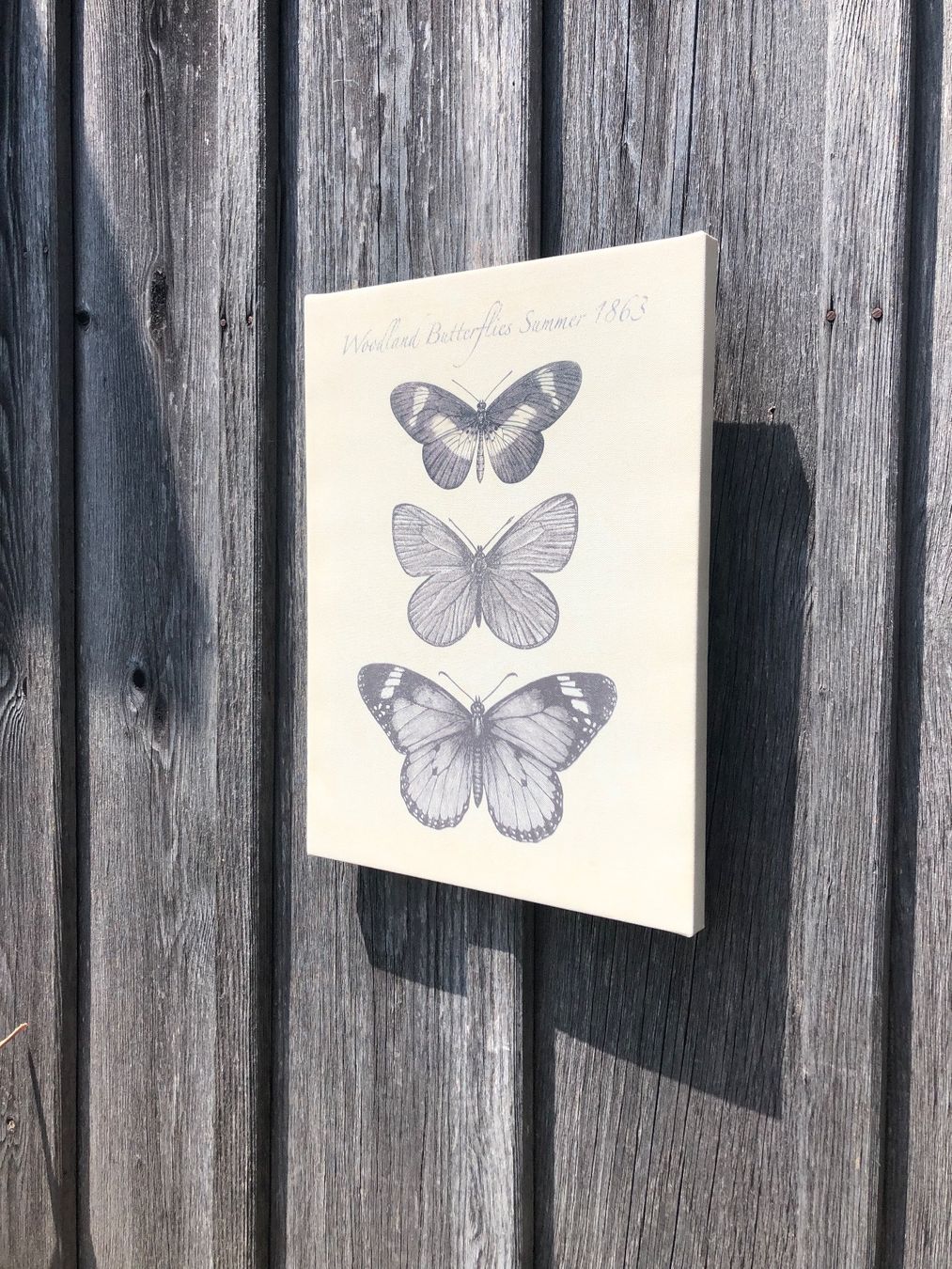 Foto & Immagini: Leinwand Bild Schmetterling – Usato da Nassen venduto da run_7jjy 2
