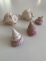 Muscheln 5 Stk für Deko