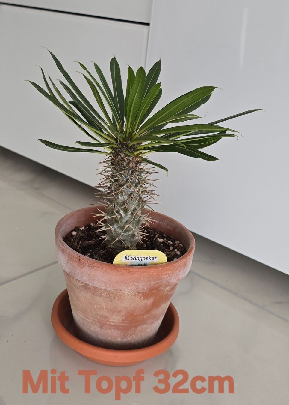 Plantes & graines: Madagaskar Palme – D'occasion à Aarburg par Glitzerzauber