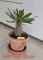 Madagaskar Palme