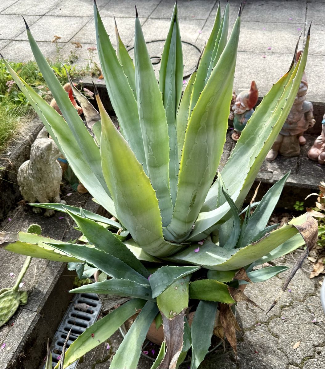 Pflanzen & Samen: Kaktus im Topf,  – Gebraucht aus Ostermundigen von blue610 2