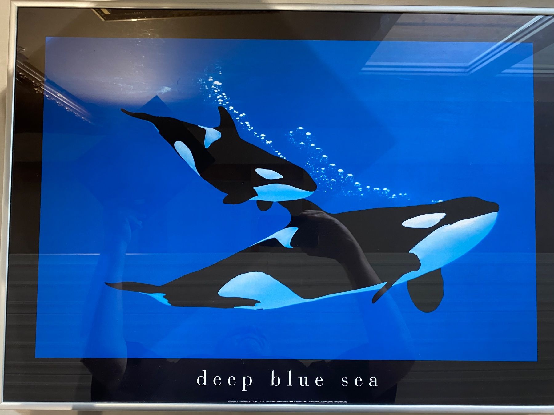 Poster & Bilder: Fotoposter Orca Orcas in teurem Alutahmen – Gebraucht aus Gerlikon von jabadabadu