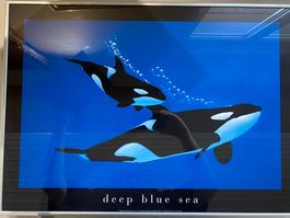 Fotoposter Orca Orcas in teurem Alutahmen