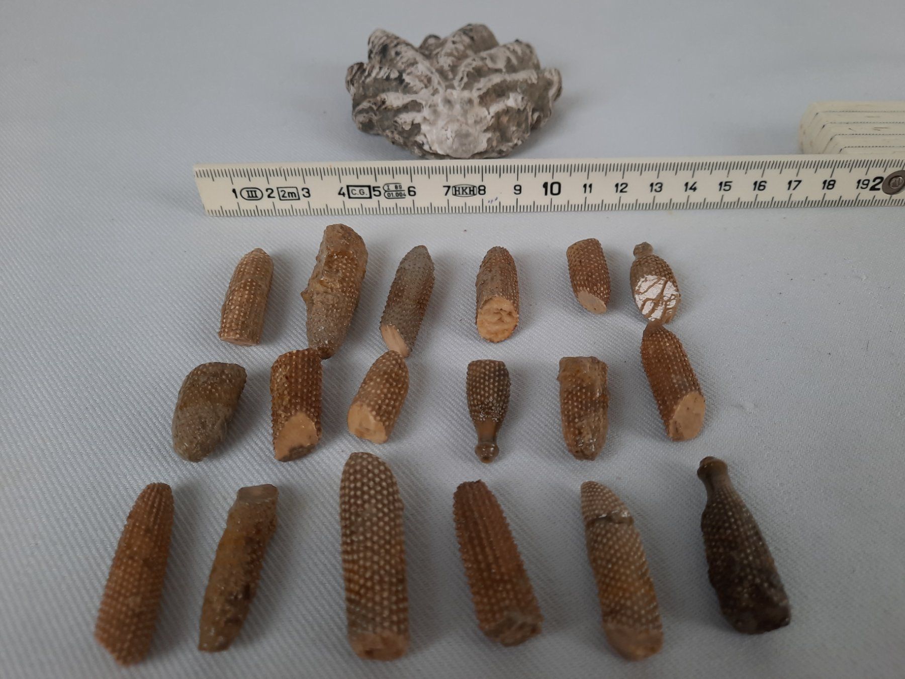 Fossili: Fossile Muscheln und Seeigelstacheln – Usato da Beinwil am See venduto da Restwert_Beinwil 7