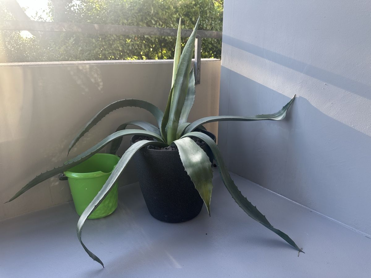 Piante & sementi: Agave groß und kräftig  – Usato da Zürich venduto da von_7vbl 5