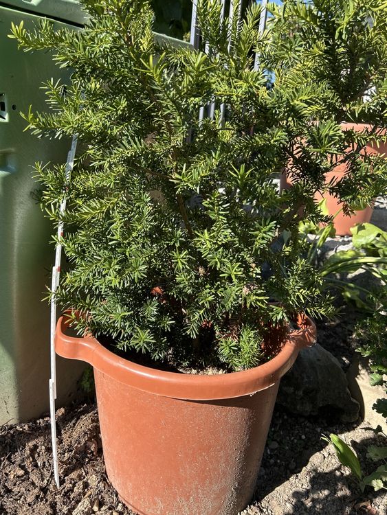glcksfeder gieen wie oft Zamioculcas Zamiifolia - Glcksfeder - 40-95 cm - 14 cm