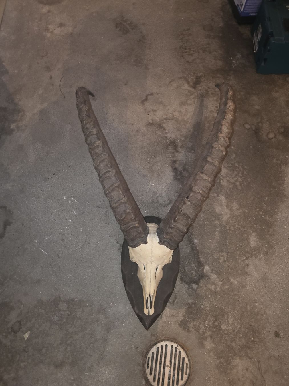 Sonstiges zum Sammeln & Seltenes: Steinbock Schädel – Gebraucht aus Hasle LU von Auctions_Hunters