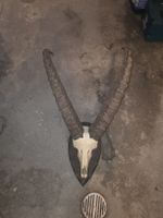 Steinbock Schädel