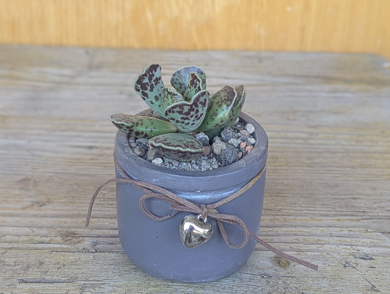 Piante & sementi: Adromischus cooperi  – Usato da Comano venduto da che_8lc2
