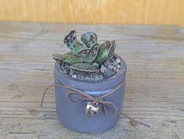 Adromischus cooperi 