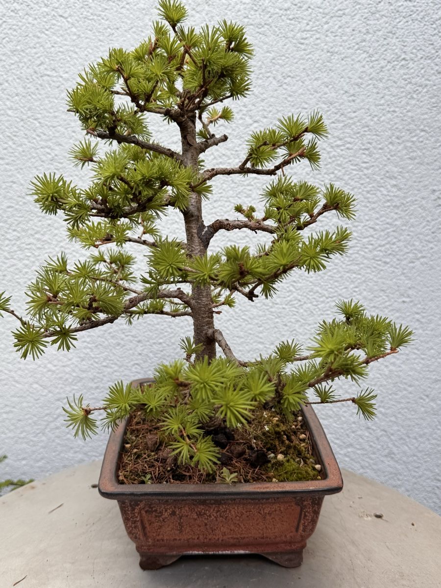 Piante & sementi: Bonsai/Lärche – Usato da Münchwilen TG venduto da baluzi3 3