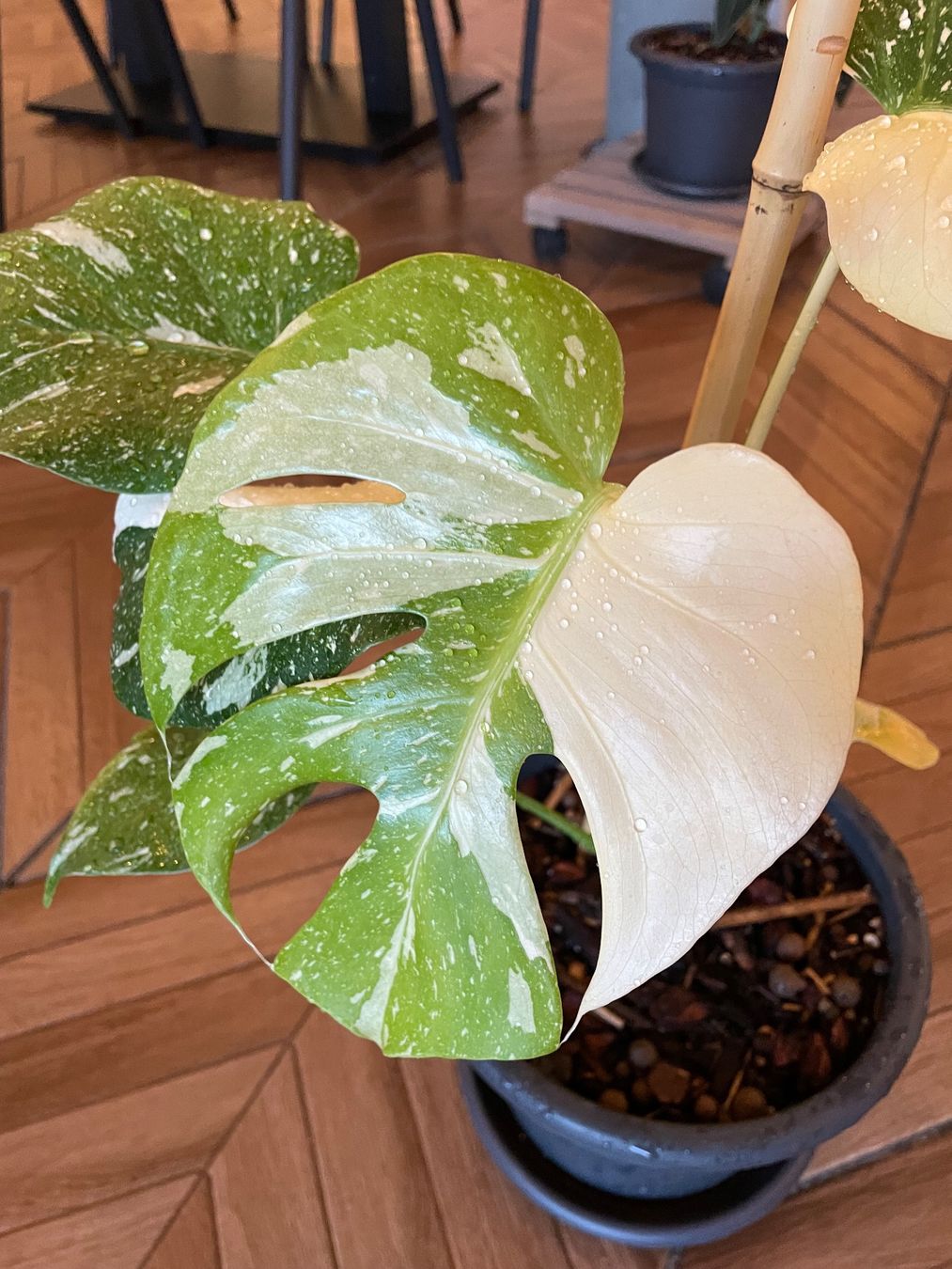 Pflanzen & Samen: Monstera Thai Constellation – Neu (gemäss Beschreibung) aus Steinhausen von CHANH-PHAP 2