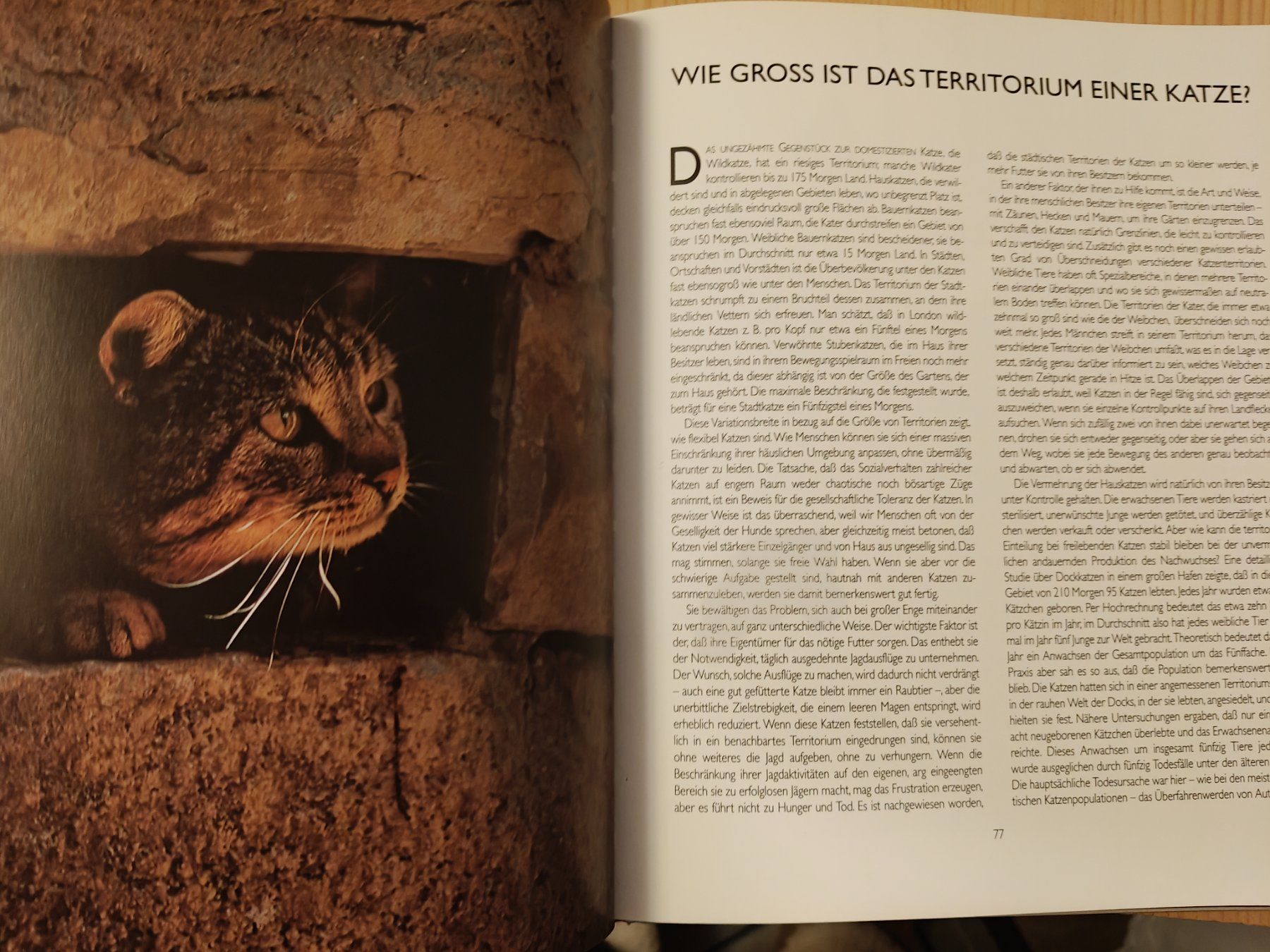 Libri: ° Catwatching - Körpersprache der Katze / Desmond Morris – Usato da Muttenz venduto da Negnuja 3