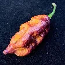 Piante & sementi: Peach Tiger - Capsicum Chinense - 10 Samen – Nuovo e nell'imballaggio originale da Sumiswald venduto da Cham14559
