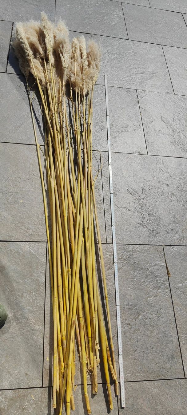 Alle Dekorationen: Dekor: Pampasgras (Länge: ca. 200 cm oder mehr) – Gebraucht aus Rickenbach LU von onkel_indy