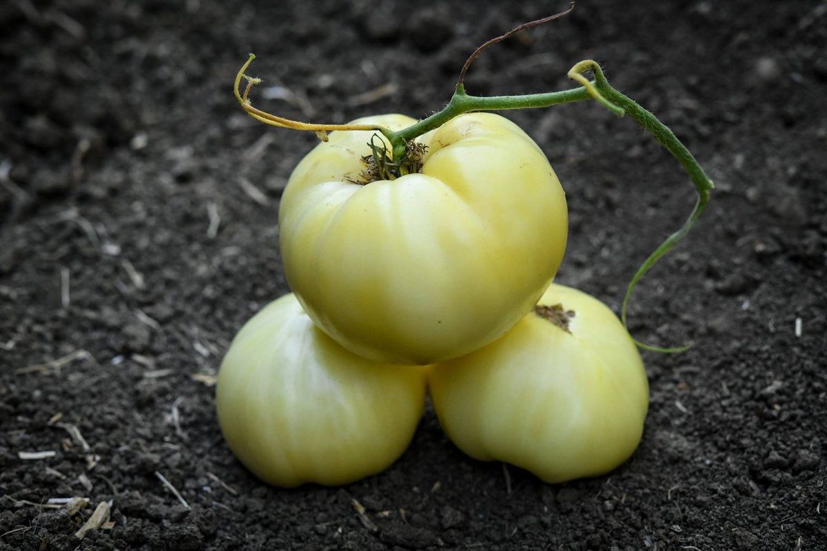 Piante & sementi: 30 Samen WHITE BEAUTY Tomate – Nuovo (secondo la descrizione) da Ehrendingen venduto da VerveinaSamen 3