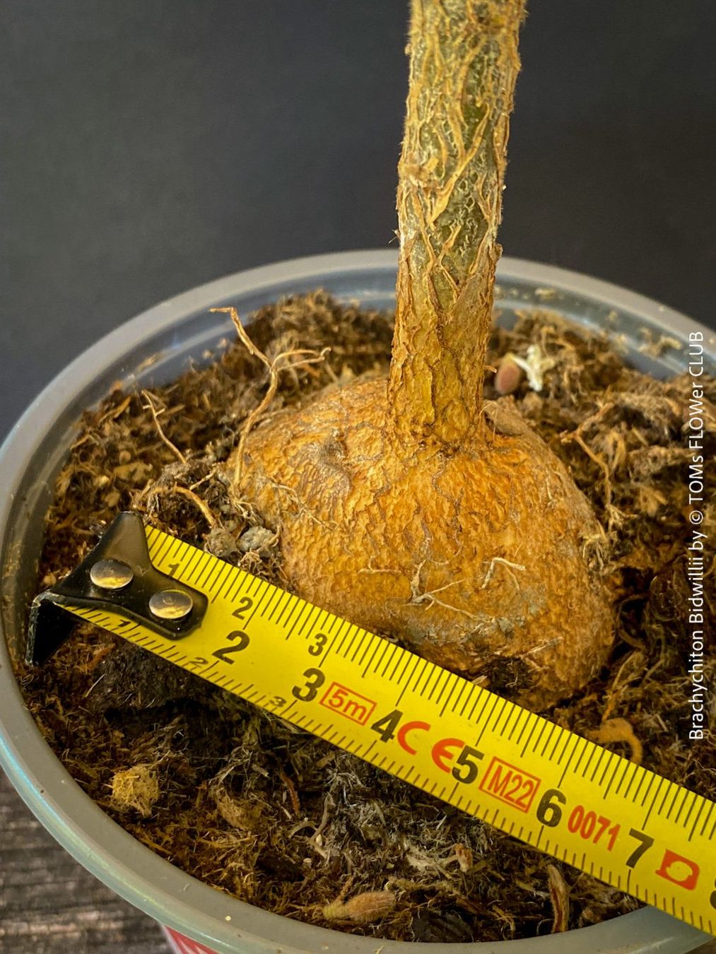 Plantes & graines: Brachychiton Bidwillii - australischer Flaschenbaum – Neuf avec emballage d'origine à Adliswil par astom369 7